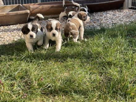 Vom Hause Friedrich des Großen