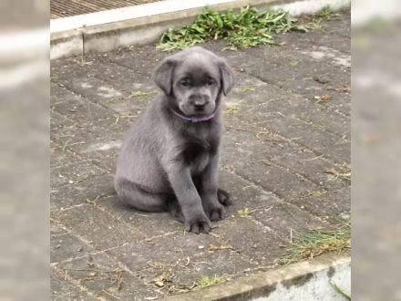Unsere reinrassigen Labrador Welpen suchen ab sofort