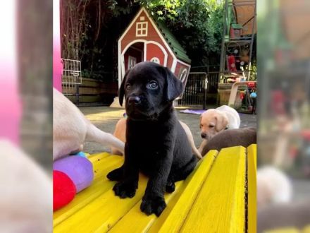 Unsere reinrassigen Labrador Welpen suchen ab sofort