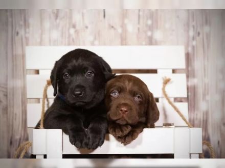 Unsere reinrassigen Labrador Welpen suchen ab sofort
