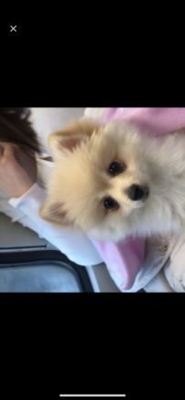 Isha, Unsere Hündin sucht dringend ein neues Zuhause,