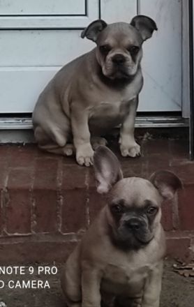 Stella hat 8 wunderbare Welpen zur Welt gebracht am 30