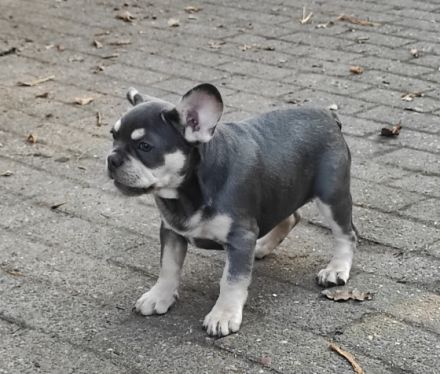 Stella hat 8 wunderbare Welpen zur Welt gebracht am 30