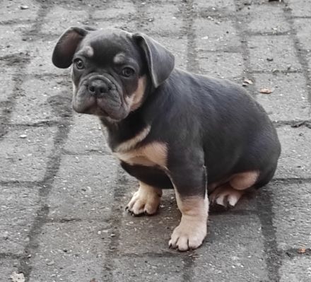 Stella hat 8 wunderbare Welpen zur Welt gebracht am 30