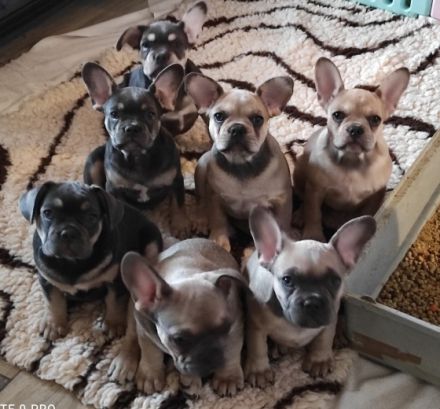 Stella hat 8 wunderbare Welpen zur Welt gebracht am 30