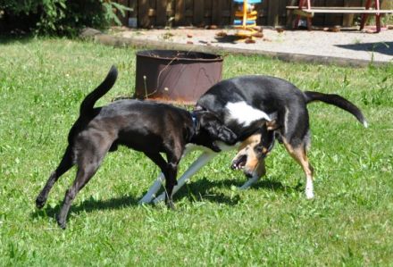 "Pfötchen-Camp" der Kleinen-Reitstation