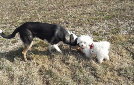 "Pfötchen-Camp" der Kleinen-Reitstation