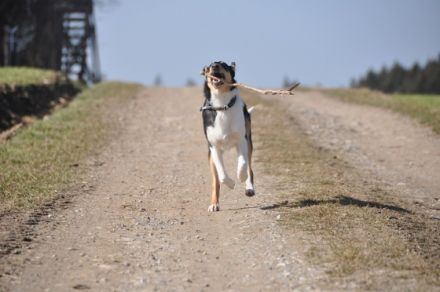 "Pfötchen-Camp" der Kleinen-Reitstation