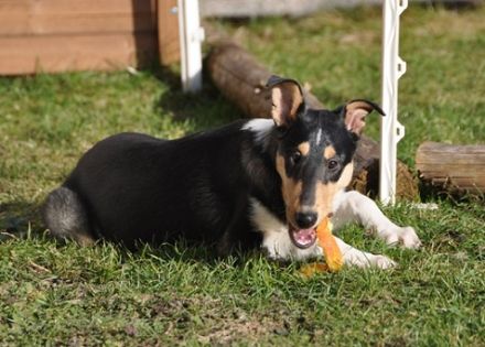 "Pfötchen-Camp" der Kleinen-Reitstation
