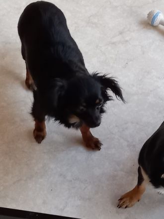 2 süße Chihuahua Welpen Mädchen suchen ein neues