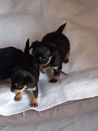 2 süße Chihuahua Welpen Mädchen suchen ein neues