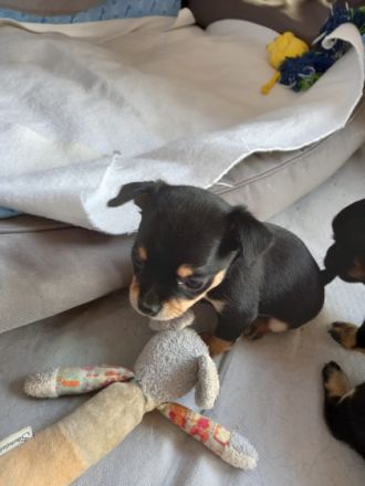 2 süße Chihuahua Welpen Mädchen suchen ein neues