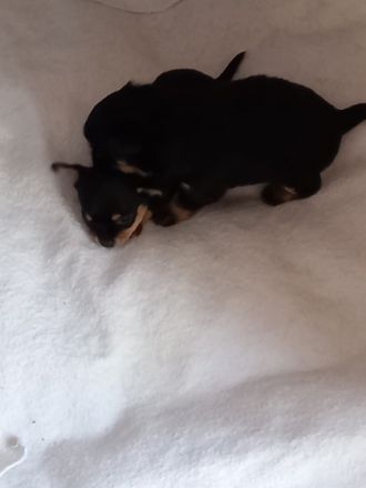 2 süße Chihuahua Welpen Mädchen suchen ein neues