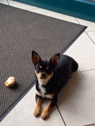 2 süße Chihuahua Welpen Mädchen suchen ein neues