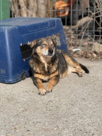 Trudi (7 Jahre) Trudi lebt schon eine ganze Weile bei