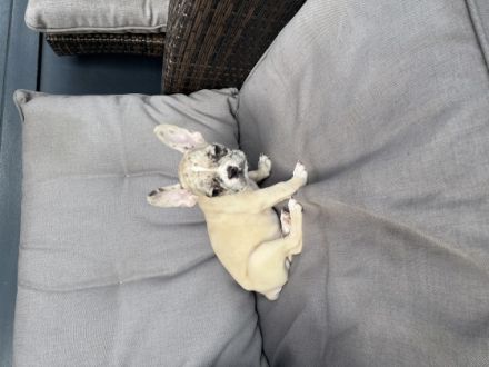 Unser Rüde sucht nach nach seinem neuen Zuhause. Er ist