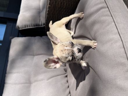 Unser Rüde sucht nach nach seinem neuen Zuhause. Er ist