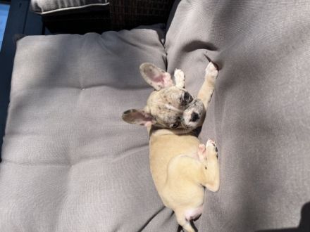 Unser Rüde sucht nach nach seinem neuen Zuhause. Er ist