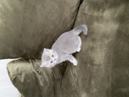 Hallo liebe Katzenfreunde, unsere Katze hat am 30.01