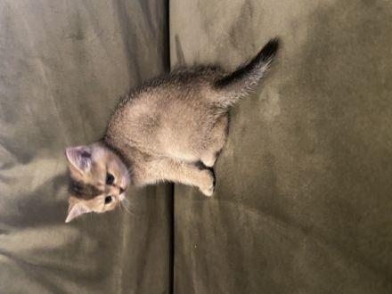 Hallo liebe Katzenfreunde, unsere Katze hat am 30.01