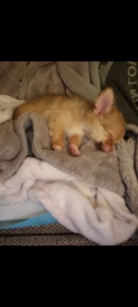 Verkaufe meine 4 Monate alten chihuaua Er ist komplett