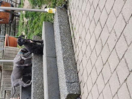 Hallo auf diesem Wege suchen noch 10 Doggen Welpen ein