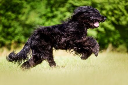 Anton vom Sollingerland