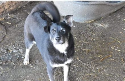 Alani sucht ihre Menschen