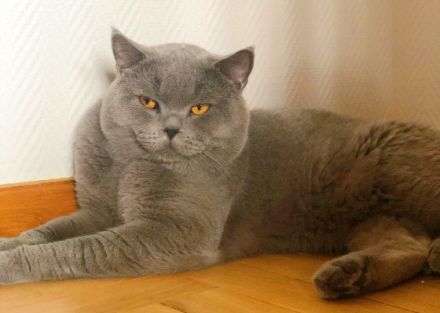 Reinrassiger erfahrener blauer BKH Deckkater Blutgruppe B