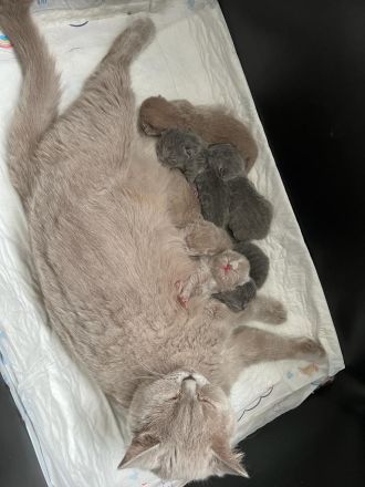 Reinrassiger erfahrener blauer BKH Deckkater Blutgruppe B