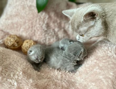 Reinrassiger erfahrener blauer BKH Deckkater Blutgruppe B