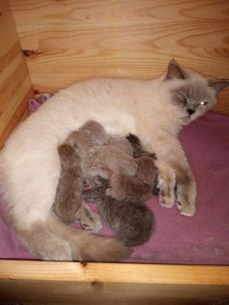 Reinrassiger erfahrener blauer BKH Deckkater Blutgruppe B