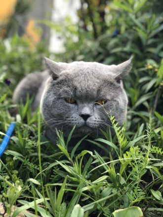 Reinrassiger erfahrener blauer BKH Deckkater Blutgruppe B