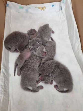 Reinrassiger erfahrener blauer BKH Deckkater Blutgruppe B