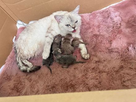 Reinrassiger erfahrener blauer BKH Deckkater Blutgruppe B