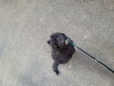 Der wunderschöne Kleinpudel Rüde, 4 Monate sucht sein