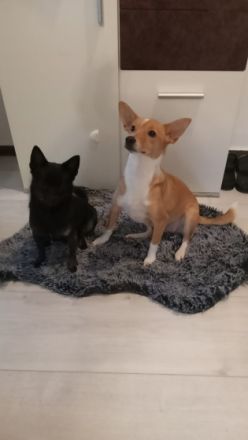 Halli hallo, unsere Hündin Mila hat ihre 5 super süßen