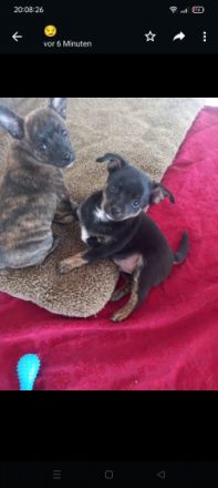 Halli hallo, unsere Hündin Mila hat ihre 5 super süßen