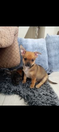 Halli hallo, unsere Hündin Mila hat ihre 5 super süßen