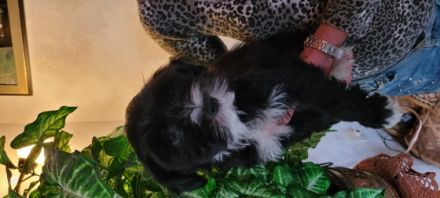 Wir TIBET-TERRIER-WELPEN, geb.am 18.Dez.2021, kommen