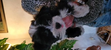 Wir TIBET-TERRIER-WELPEN, geb.am 18.Dez.2021, kommen