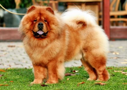 Asgard's Chow-Chow