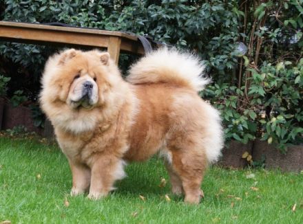 Asgard's Chow-Chow