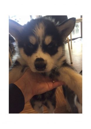 2 Welpen 3 Monate jung , geimpft, gechipt, mögen gerne