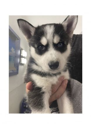 2 Welpen 3 Monate jung , geimpft, gechipt, mögen gerne