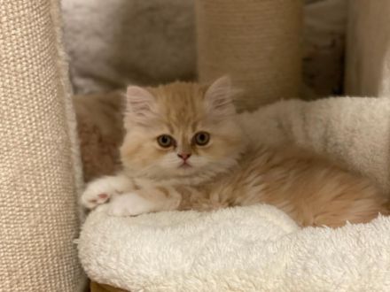 Unsere bezaubernde Bella (Perser Lady) hat nach einer