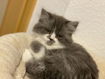 Unsere bezaubernde Bella (Perser Lady) hat nach einer