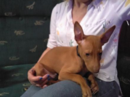 Pharaos Hund reinrassige suchen ein schönes liebevolles