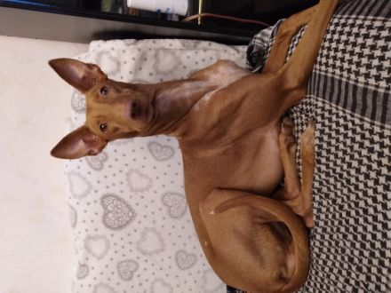 Pharaos Hund reinrassige suchen ein schönes liebevolles