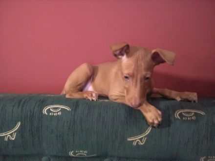 Pharaos Hund reinrassige suchen ein schönes liebevolles